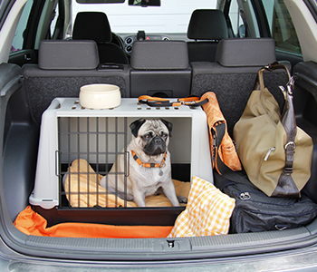 Équipement pour chien en voiture